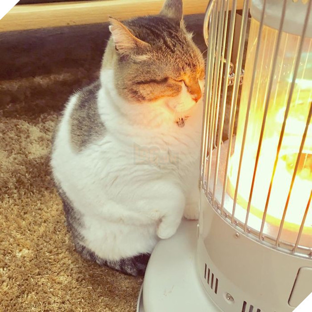 Phải lòng phải mặt với cái máy sưởi, chú mèo béo cứ ôm chặt mãi không rời - Ảnh 9. Phải lòng phải mặt với cái máy sưởi, chú mèo béo cứ ôm chặt mãi không rời - Ảnh 9.