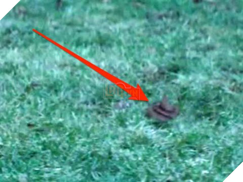 
Nhìn đống phân này có giống thực lắm không?
