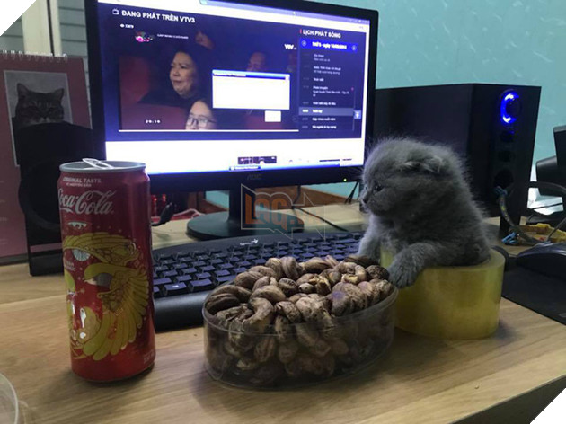 Cười thả ga với bộ ảnh chế Táo Quân cực lầy của cư dân mạng