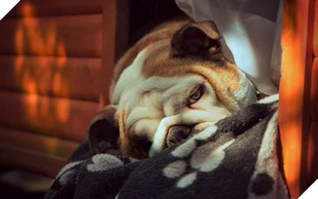 Đổi gió màn hình máy tính với bộ hình nền “linh vật” năm Tuất 2018