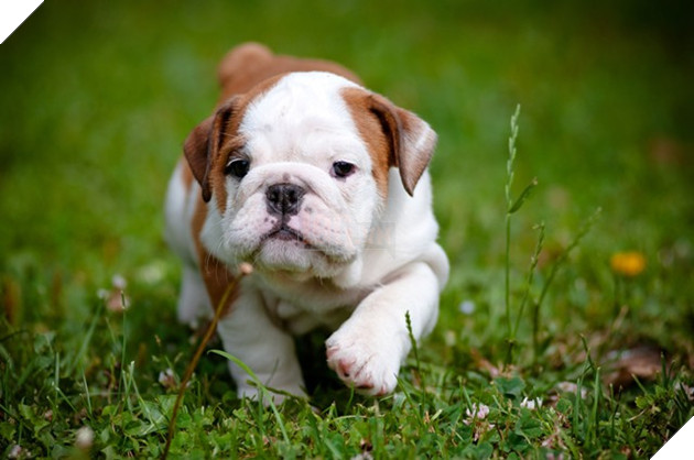 Đổi gió màn hình máy tính với bộ hình nền “linh vật” năm Tuất 2018 2