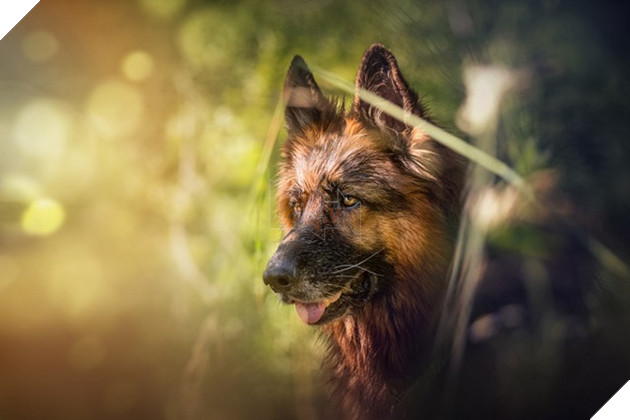 Đổi gió màn hình máy tính với bộ hình nền “linh vật” năm Tuất 2018 4