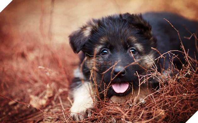 Đổi gió màn hình máy tính với bộ hình nền “linh vật” năm Tuất 2018 5