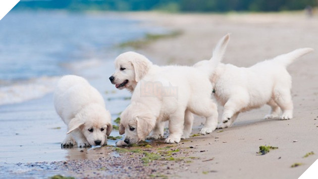 Đổi gió màn hình máy tính với bộ hình nền “linh vật” năm Tuất 2018 6