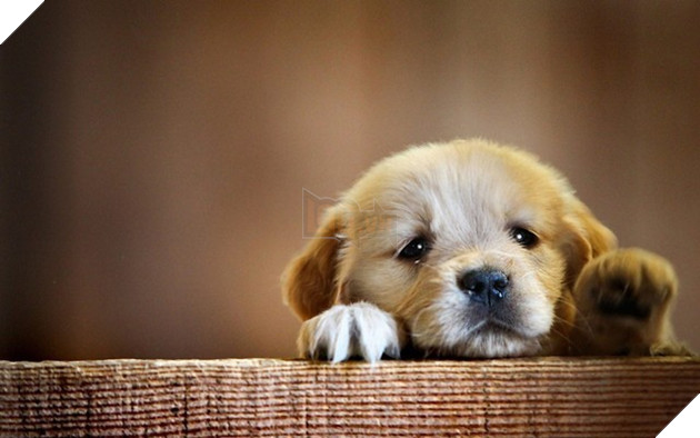 Đổi gió màn hình máy tính với bộ hình nền “linh vật” năm Tuất 2018 7