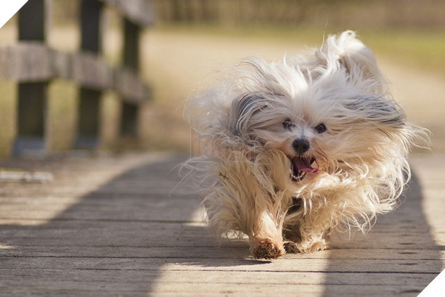 Đổi gió màn hình máy tính với bộ hình nền “linh vật” năm Tuất 2018 8