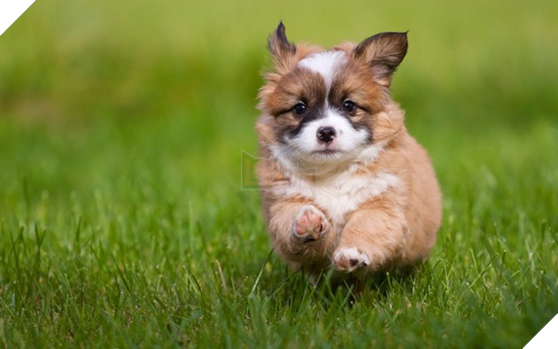 Đổi gió màn hình máy tính với bộ hình nền “linh vật” năm Tuất 2018 9