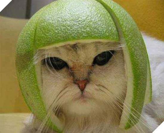 Nếu loạt ảnh này từng là tuổi thơ của bạn thì chúc mừng, bạn đã có những ký ức thật đẹp