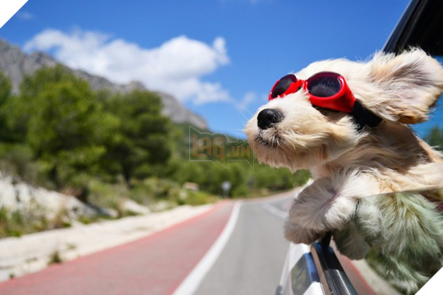 Đổi gió màn hình máy tính với bộ hình nền “linh vật” năm Tuất 2018 10