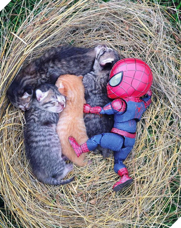 Hài hước cảnh Spider-Man đánh vật với thú cưng của mình