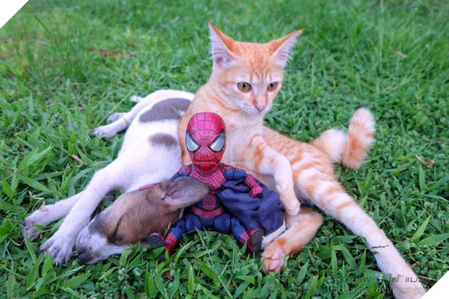 Hài hước cảnh Spider-Man đánh vật với thú cưng của mình