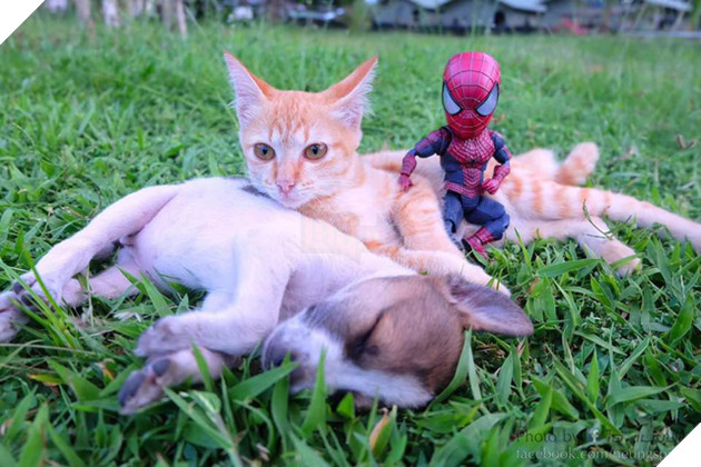 Hài hước cảnh Spider-Man đánh vật với thú cưng của mình