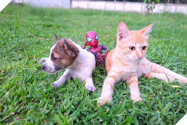 Hài hước cảnh Spider-Man đánh vật với thú cưng của mình