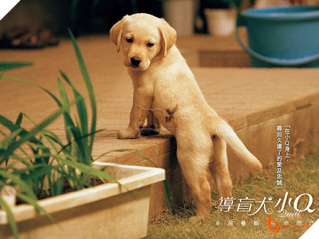 5 PHIM ĐIỆN ẢNH NHẬT VỀ LOÀI CHÓ KHIẾN NGƯỜI XEM THỔN THỨC 3