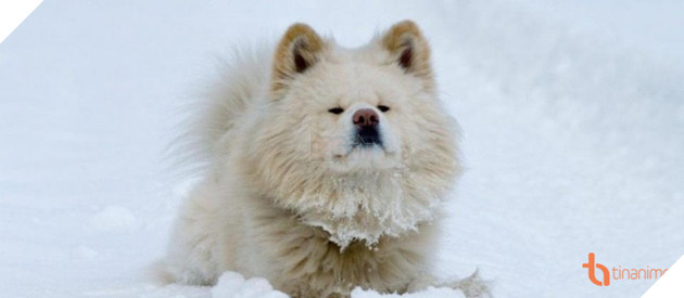 5 PHIM ĐIỆN ẢNH NHẬT VỀ LOÀI CHÓ KHIẾN NGƯỜI XEM THỔN THỨC 9