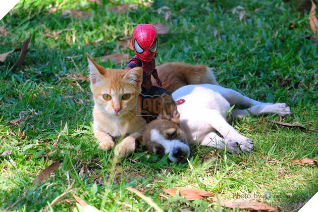 Hài hước cảnh Spider-Man đánh vật với thú cưng của mình