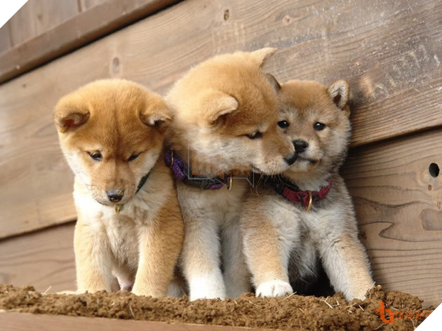 5 PHIM ĐIỆN ẢNH NHẬT VỀ LOÀI CHÓ KHIẾN NGƯỜI XEM THỔN THỨC 2