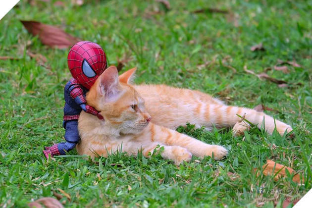 Hài hước cảnh Spider-Man đánh vật với thú cưng của mình