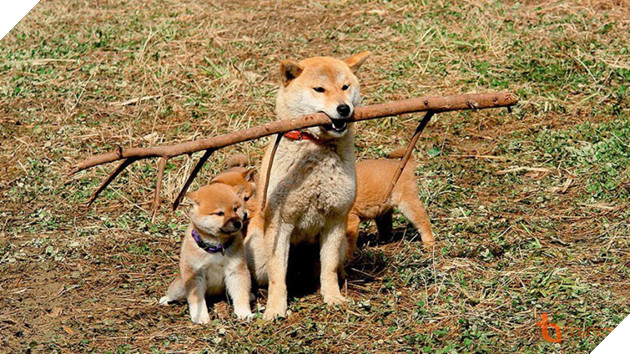 5 PHIM ĐIỆN ẢNH NHẬT VỀ LOÀI CHÓ KHIẾN NGƯỜI XEM THỔN THỨC