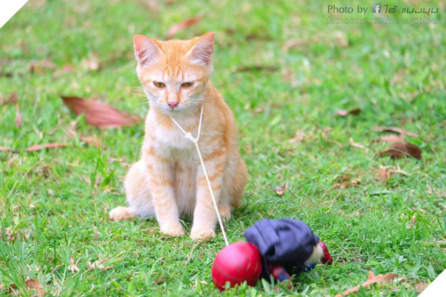 Hài hước cảnh Spider-Man đánh vật với thú cưng của mình