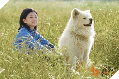 5 PHIM ĐIỆN ẢNH NHẬT VỀ LOÀI CHÓ KHIẾN NGƯỜI XEM THỔN THỨC 10