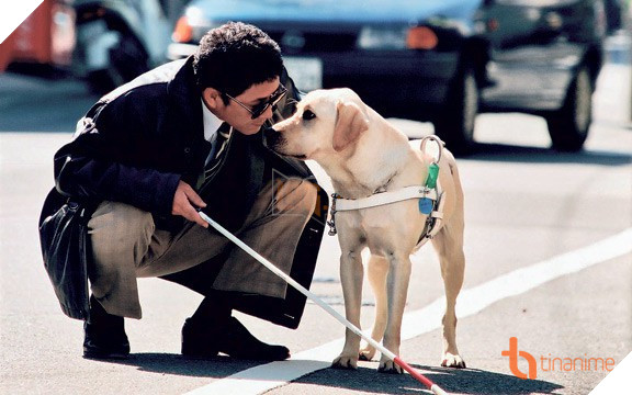 5 PHIM ĐIỆN ẢNH NHẬT VỀ LOÀI CHÓ KHIẾN NGƯỜI XEM THỔN THỨC 4