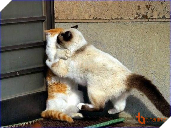 CHẾT CƯỜI VỚI LOẠT ẢNH TỎ TÌNH KIỂU NHẬT CỦA ĐỘNG VẬT! 6