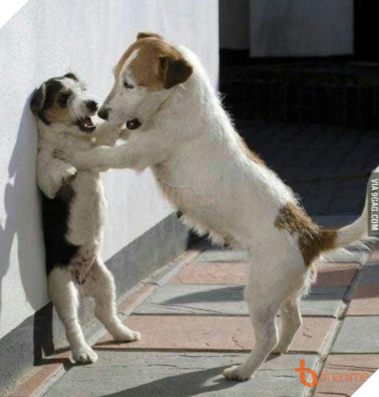 CHẾT CƯỜI VỚI LOẠT ẢNH TỎ TÌNH KIỂU NHẬT CỦA ĐỘNG VẬT! 11