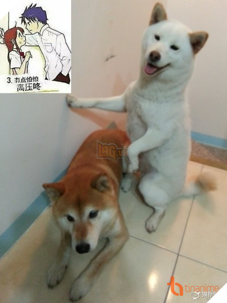 CHẾT CƯỜI VỚI LOẠT ẢNH TỎ TÌNH KIỂU NHẬT CỦA ĐỘNG VẬT! 10