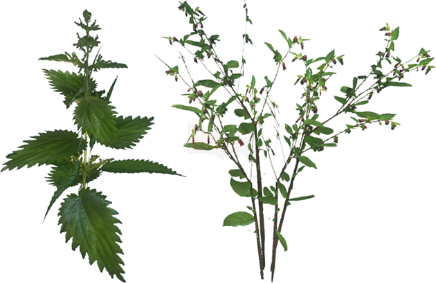 Nettles (Trái) và Belladonna (Phải) là những thứ bạn cần chú ý tìm để lưu game linh động hơn