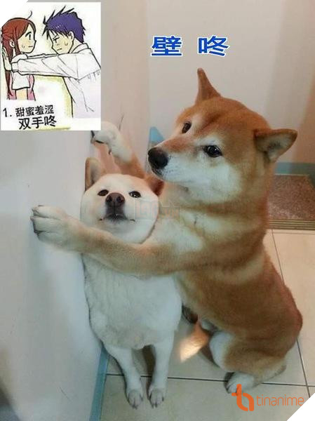 CHẾT CƯỜI VỚI LOẠT ẢNH TỎ TÌNH KIỂU NHẬT CỦA ĐỘNG VẬT! 8