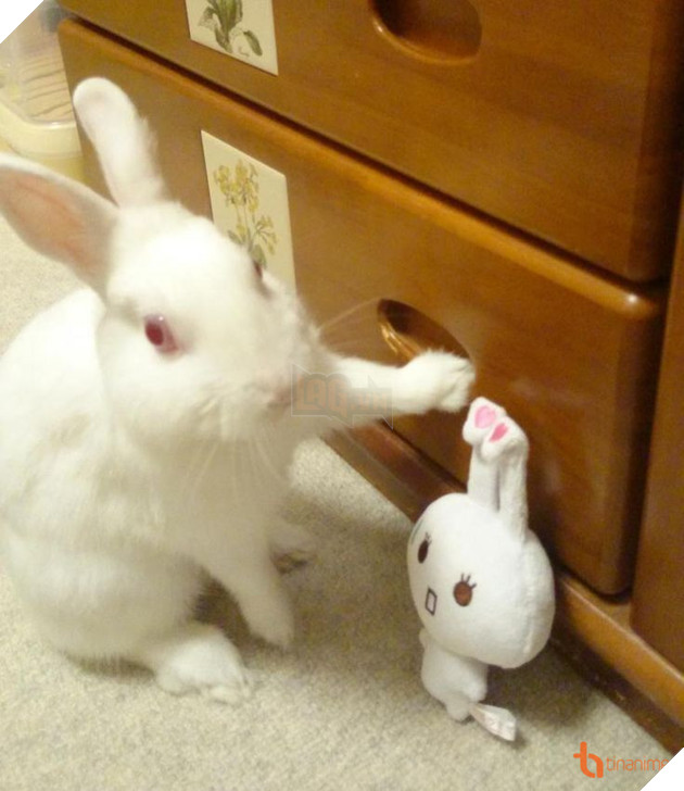 CHẾT CƯỜI VỚI LOẠT ẢNH TỎ TÌNH KIỂU NHẬT CỦA ĐỘNG VẬT! 5