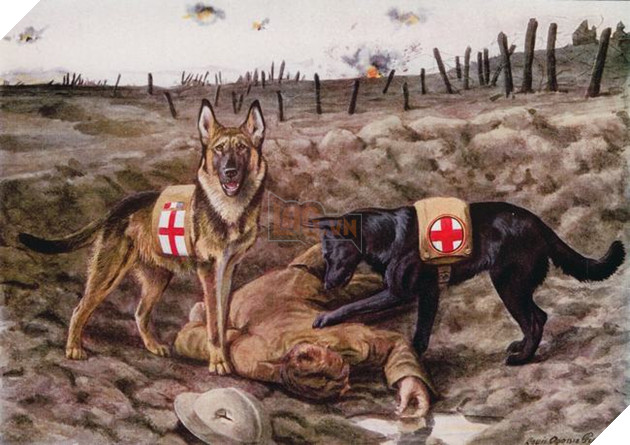 Chó đã đồng hành với con người trong chiến tranh từ rất lâu