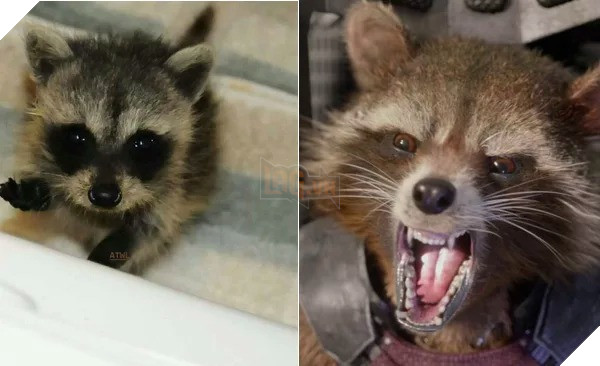 Thuở nhỏ các Siêu Anh Hùng trong Avengers có gì khác so với bây giờ  15