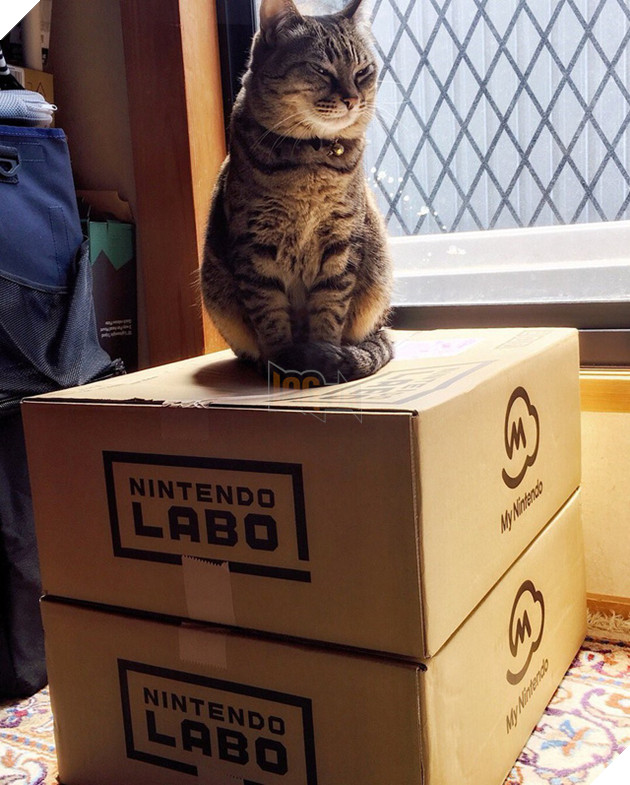 
Gương mặt sát thủ mang ý nghĩa chiếm hữu độc quyền chiếc Nintendo Labo của “hoàng thượng”.
