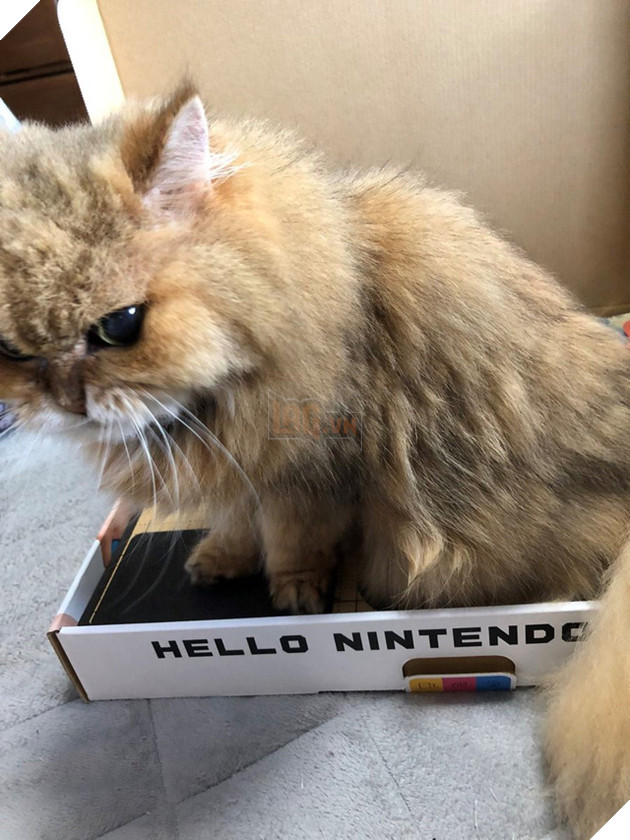 
“Cái này cho em chơi được không?”
