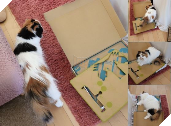 
Con mèo này chỉ cần đi một vòng là đã kết thân được với chiếc vỏ hộp, và…
