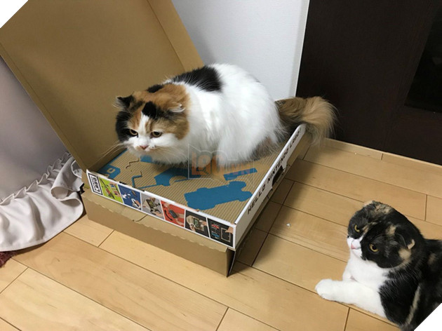 
…. “Mèo nào nhanh mèo đó được”.
