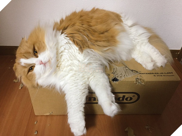 
Những con mèo dường như có sở thích đặc biệt với những chiếc hộp bằng giấy bìa.
