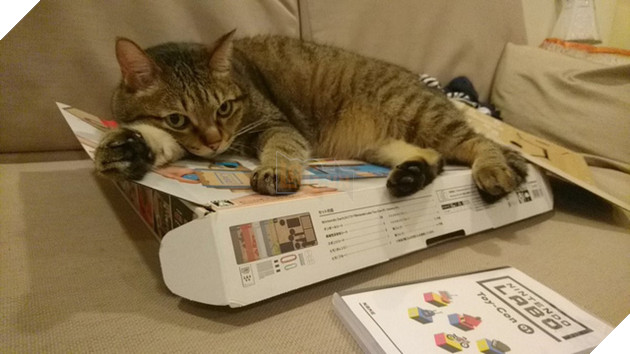 
“Nhìn cái gì, biến ra chỗ khác. Chỗ này có mèo nằm rồi!”
