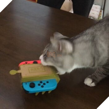 
Thanh niên mèo này lại vô cùng hung hãn, cắn hết mọi thứ được lắp ra từ Nintendo Labo.
