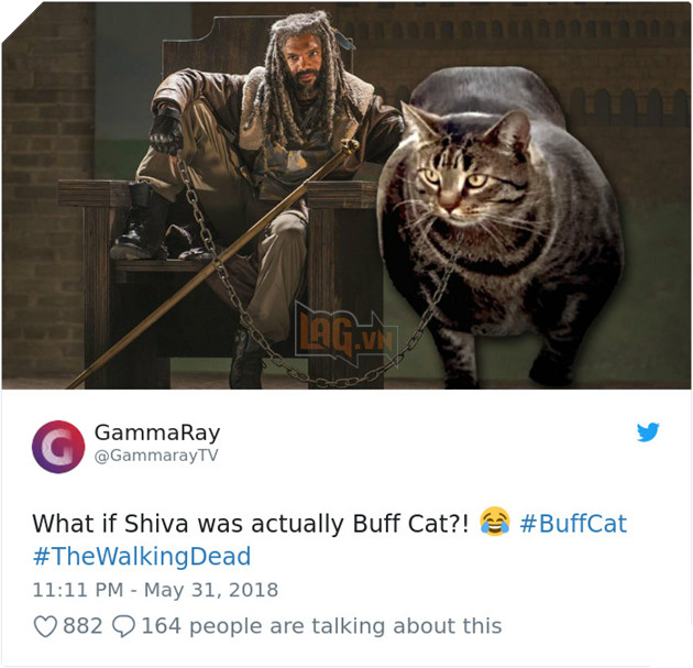 Chú mèo cơ bắp cuồn cuộn như Thanos đang trở thành hiện tượng Meme của nước ngoài 10