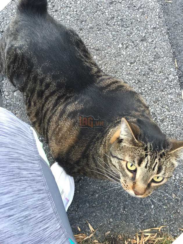 Chú mèo cơ bắp cuồn cuộn như Thanos đang trở thành hiện tượng Meme của nước ngoài 2