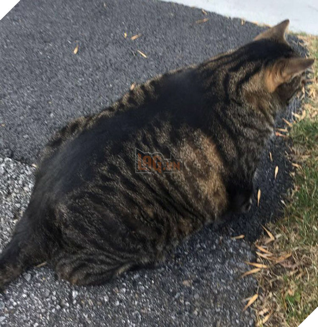 Chú mèo cơ bắp cuồn cuộn như Thanos đang trở thành hiện tượng Meme của nước ngoài 3