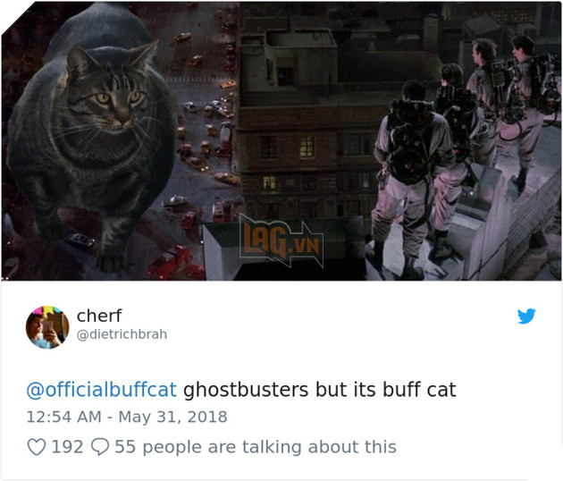 Chú mèo cơ bắp cuồn cuộn như Thanos đang trở thành hiện tượng Meme của nước ngoài 7