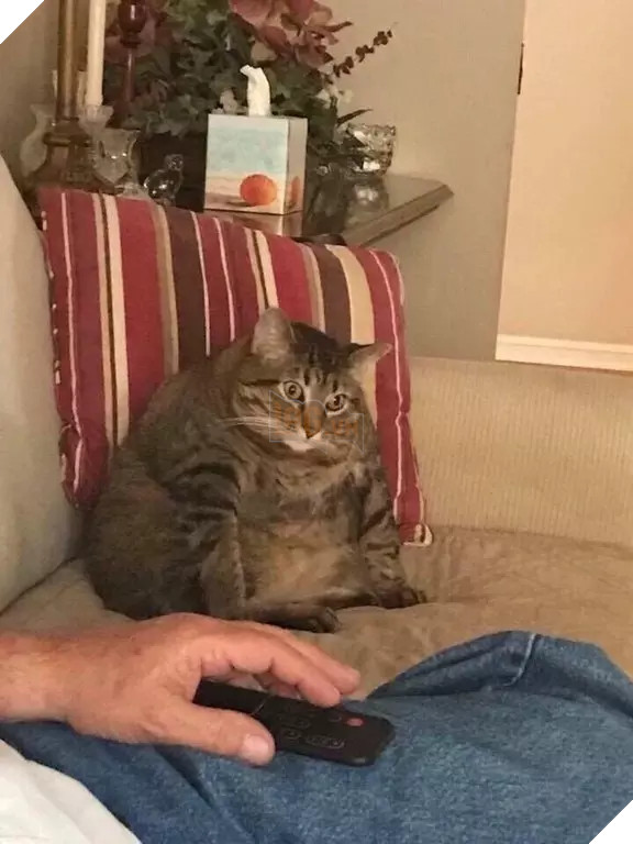 Béo ú na ú nần thế này, các ‘boss’ mèo vẫn có thể làm tim ‘sen’ tan chảy 10