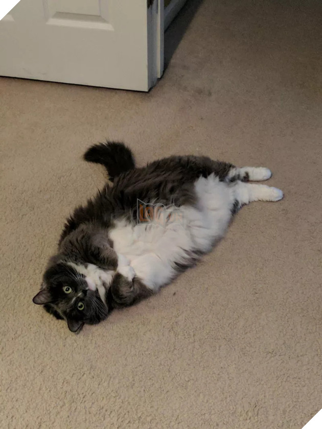 Béo ú na ú nần thế này, các ‘boss’ mèo vẫn có thể làm tim ‘sen’ tan chảy 11