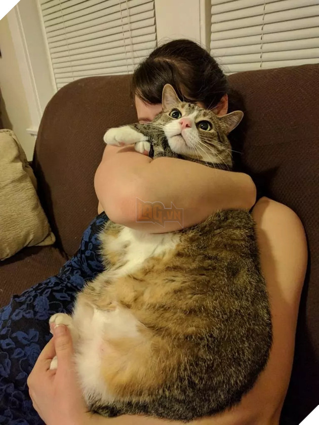 Béo ú na ú nần thế này, các ‘boss’ mèo vẫn có thể làm tim ‘sen’ tan chảy 12