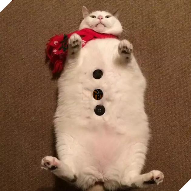 Béo ú na ú nần thế này, các ‘boss’ mèo vẫn có thể làm tim ‘sen’ tan chảy 13