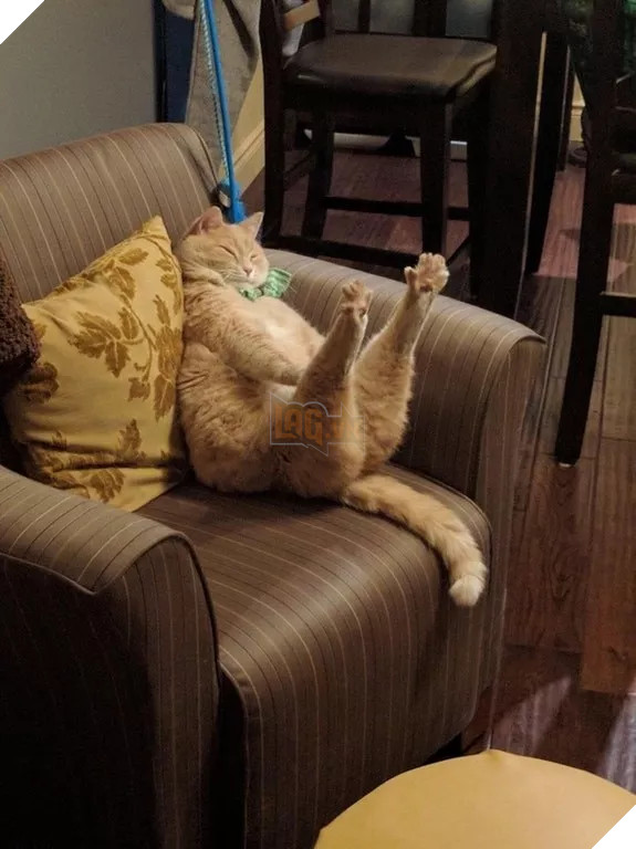 Béo ú na ú nần thế này, các ‘boss’ mèo vẫn có thể làm tim ‘sen’ tan chảy 15